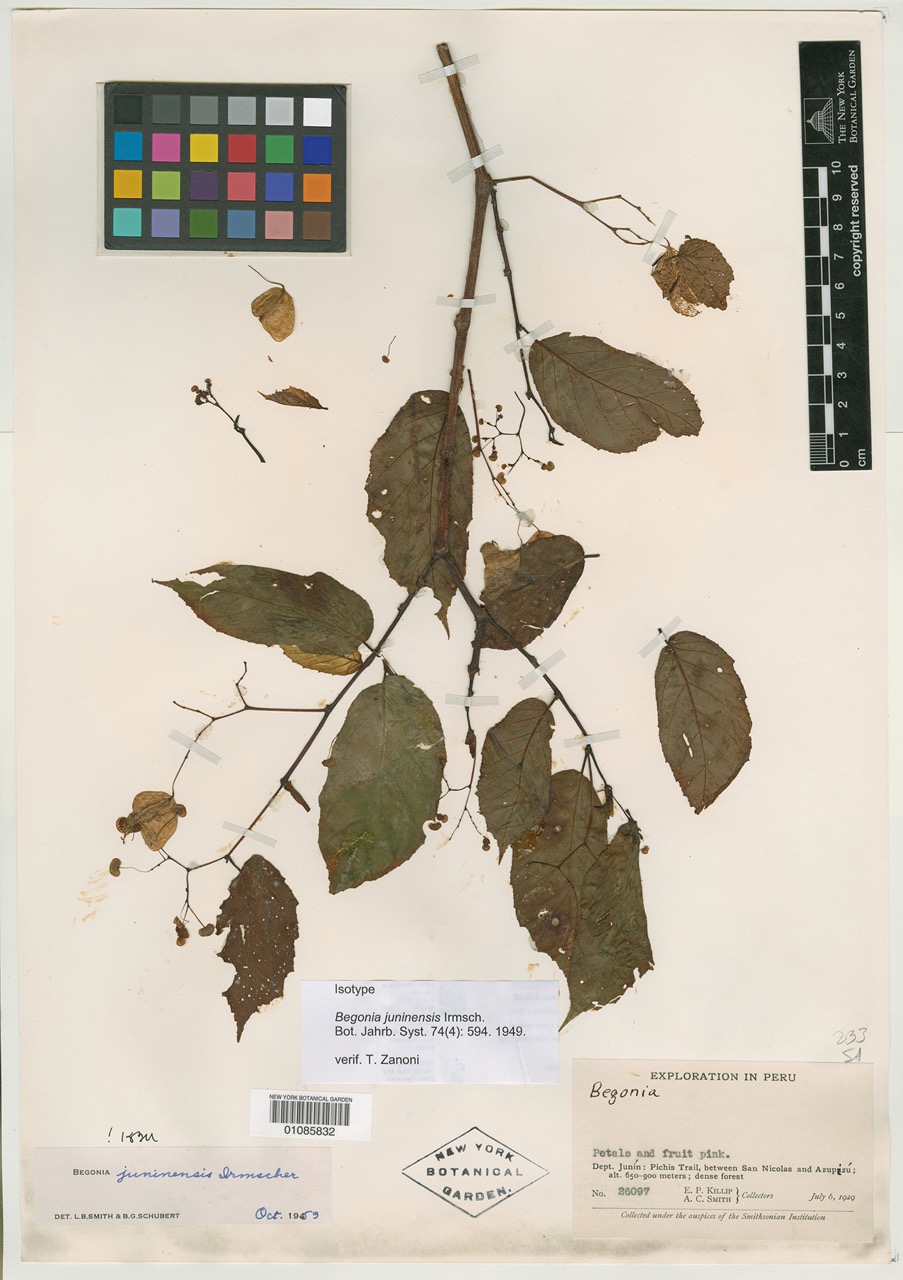 B. juninensis